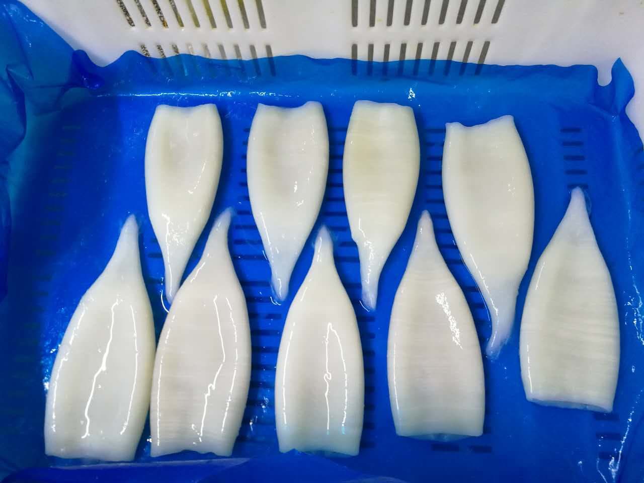 frozen squid tube Todarodes